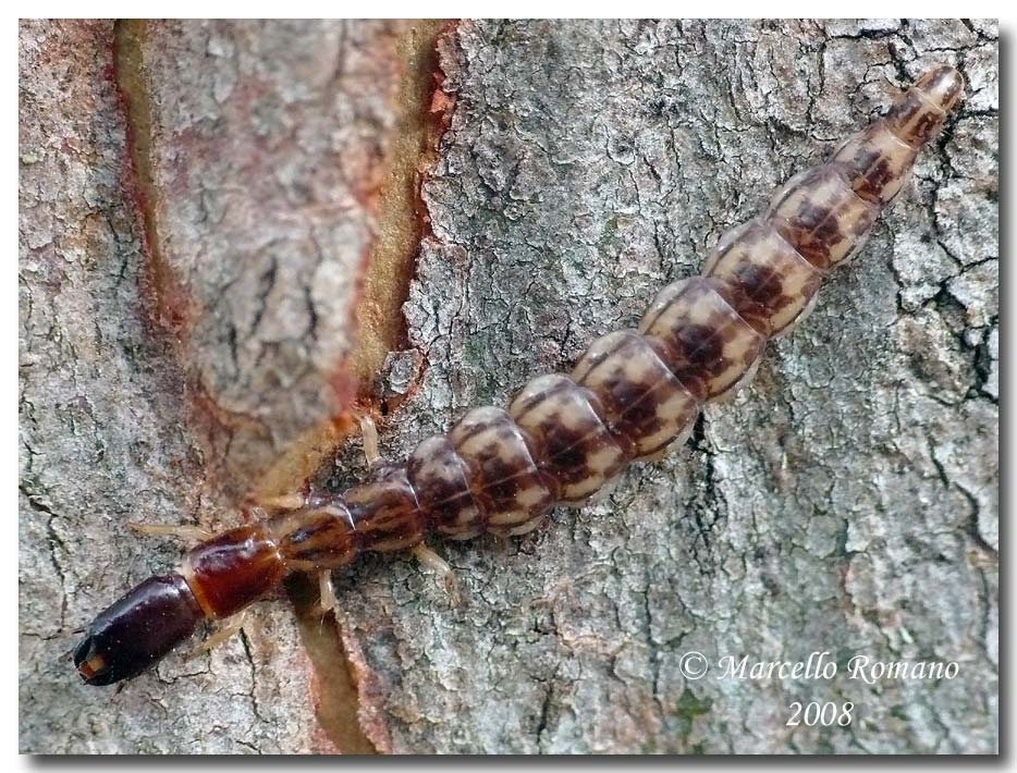 larve Rafidiotteri Parainocellia bicolor, Fibla machlachlani